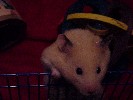 Hamster Photo Nr. 346