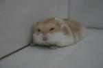 Hamster Photo Nr. 349