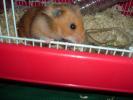 Hamster Photo Nr. 352