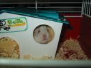 Hamster Photo Nr. 357