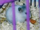 Hamster Photo Nr. 359