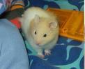 Hamster Photo Nr. 360