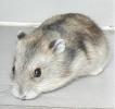 Hamster Photo Nr. 361