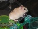 Hamster Photo Nr. 362