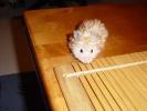 Hamster Photo Nr. 366