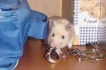 Hamster Photo Nr. 367