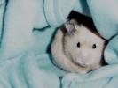 Hamster Photo Nr. 368