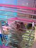 Hamster Photo Nr. 369