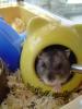 Hamster Photo Nr. 370