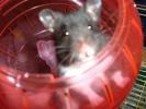 Hamster Photo Nr. 373