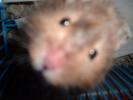 Hamster Photo Nr. 374