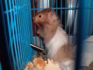 Hamster Photo Nr. 375