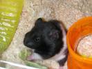 Hamster Photo Nr. 376