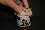 Hamster Photo Nr. 377