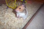 Hamster Photo Nr. 379