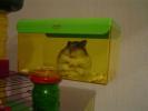 Hamster Photo Nr. 381