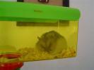 Hamster Photo Nr. 383