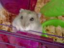 Hamster Photo Nr. 384