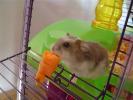 Hamster Photo Nr. 385