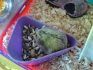 Hamster Photo Nr. 386