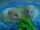 Hamster Photo Nr. 390