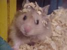 Hamster Photo Nr. 393