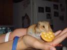 Hamster Photo Nr. 394