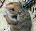 Hamster Photo Nr. 396