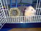 Hamster Photo Nr. 398