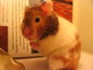 Hamster Photo Nr. 400