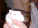 Hamster Photo Nr. 401