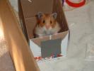 Hamster Photo Nr. 403