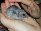 Hamster Photo Nr. 407