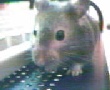 Hamster Photo Nr. 40