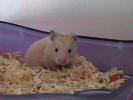 Hamster Photo Nr. 411