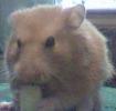 Hamster Photo Nr. 412