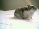 Hamster Photo Nr. 414