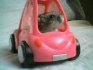 Hamster Photo Nr. 415