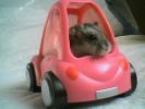 Hamster Photo Nr. 416