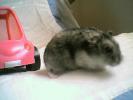 Hamster Photo Nr. 418