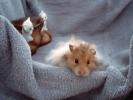 Hamster Photo Nr. 419