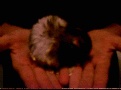 Hamster Photo Nr. 41