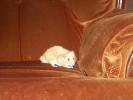 Hamster Photo Nr. 421