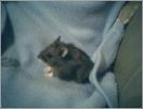 Hamster Photo Nr. 424
