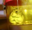 Hamster Photo Nr. 426