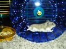 Hamster Photo Nr. 427