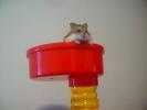 Hamster Photo Nr. 428