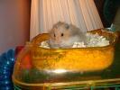 Hamster Photo Nr. 429