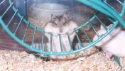 Hamster Photo Nr. 433