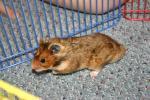 Hamster Photo Nr. 434